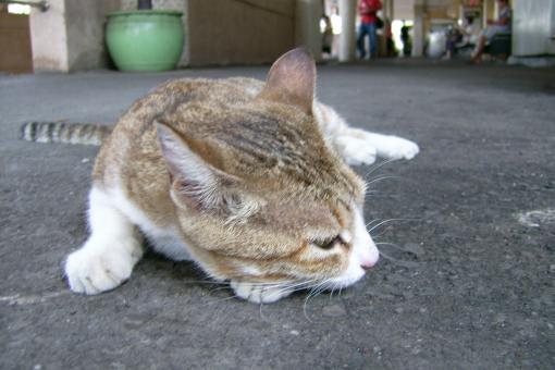 Thinking Cat - Free Stock Photo