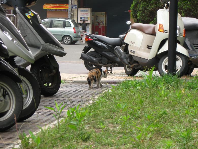 Free stock image of Stealthy Cat created by pmao