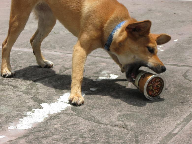 Free stock image of Dog Attacking Coffee Cup created by pmao