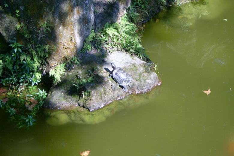 Free stock image of Sunbathing Turtle created by pmao