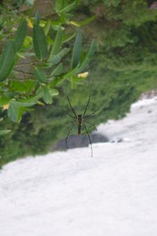 Nephila maculata - Free Stock Photo