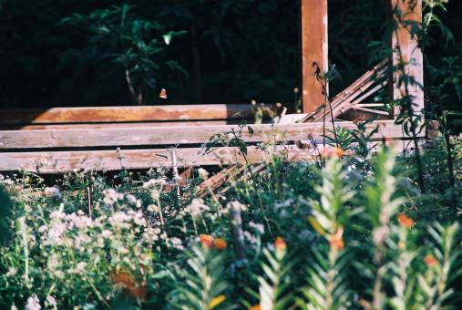 Butterfly Garden