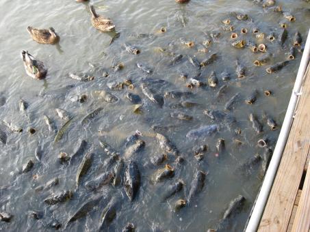 Begging fish - Free Stock Photo
