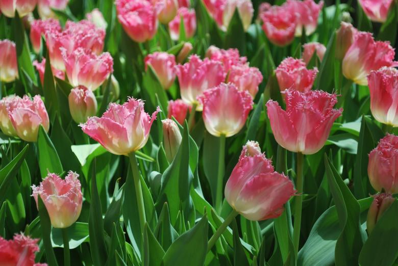 Free stock image of Flowers from Bellagio in Vegas created by James Beattie