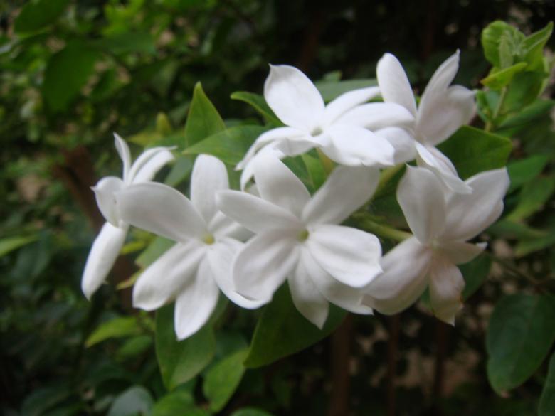 Free stock image of White flowers created by Rajesh