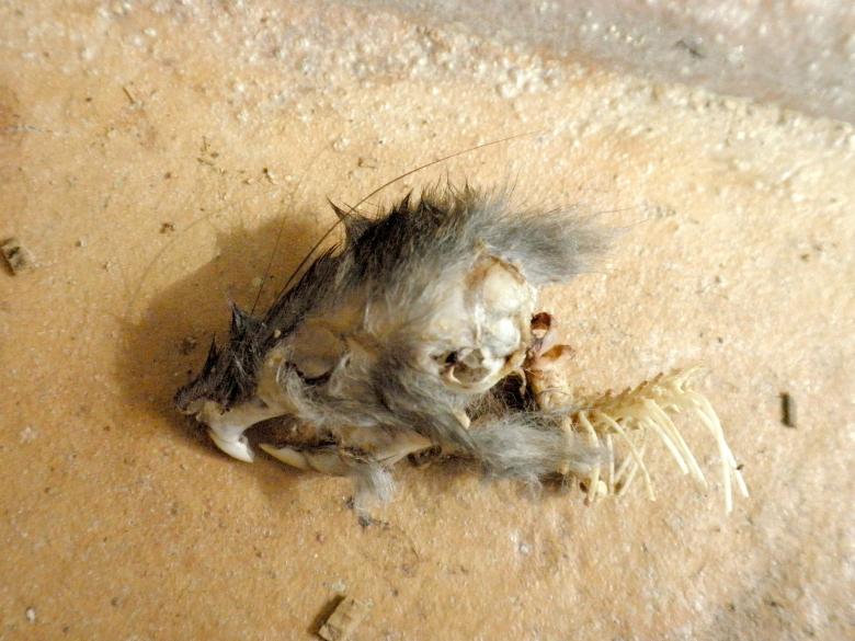 Free stock image of Half decomposed mouse skull created by Ashleigh Morgan