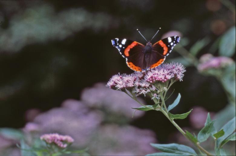 Free stock image of BUTTERFLY created by MUNCH PIERRE