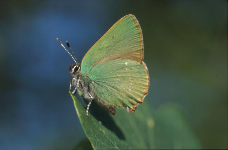 Free stock image of BUTTERFLY created by MUNCH PIERRE