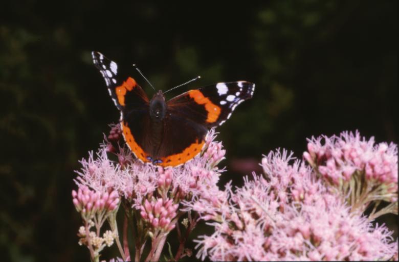 Free stock image of BUTTERFLY created by MUNCH PIERRE