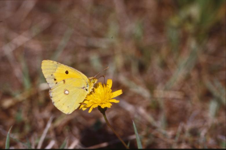 Free stock image of BUTTERFLY created by MUNCH PIERRE