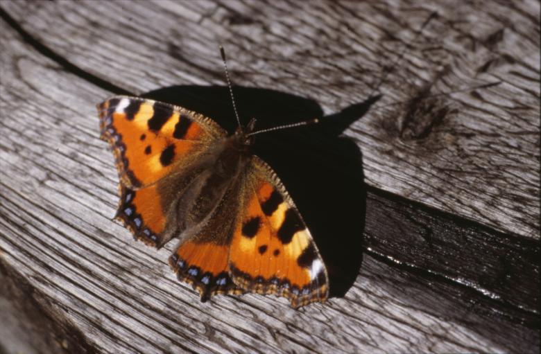 Free stock image of BUTTERFLY created by MUNCH PIERRE