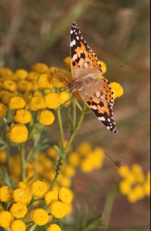 Free stock image of BUTTERFLY created by MUNCH PIERRE