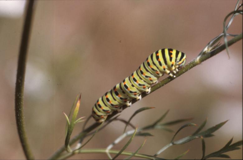 Free stock image of BUTTERFLY created by MUNCH PIERRE