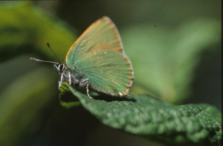 Free stock image of BUTTERFLY created by MUNCH PIERRE