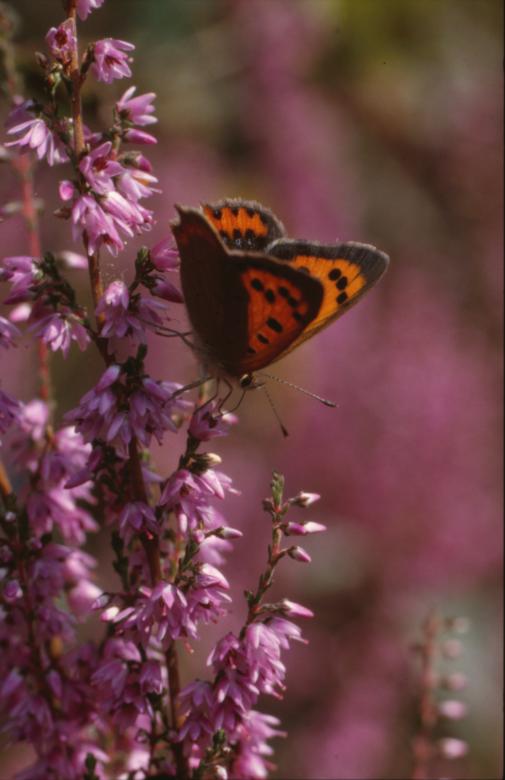 Free stock image of BUTTERFLY created by MUNCH PIERRE
