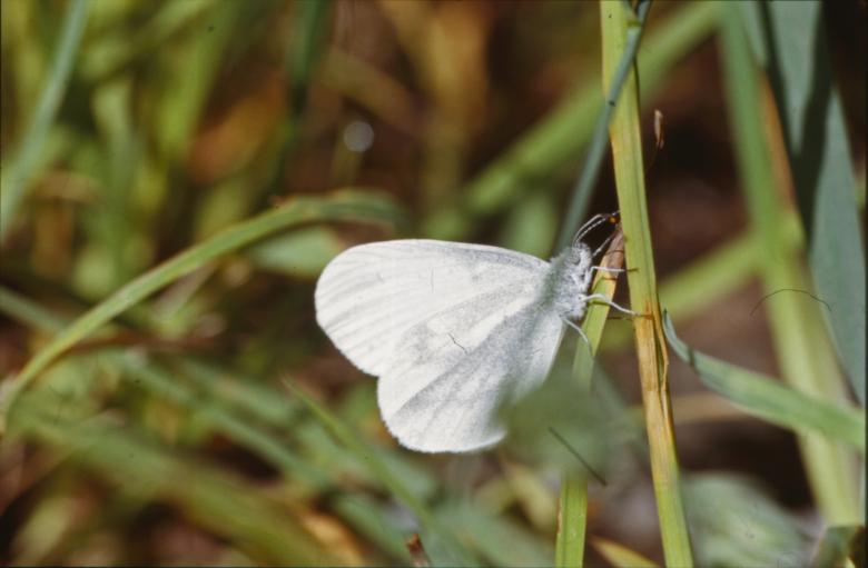 Free stock image of BUTTERFLY created by MUNCH PIERRE