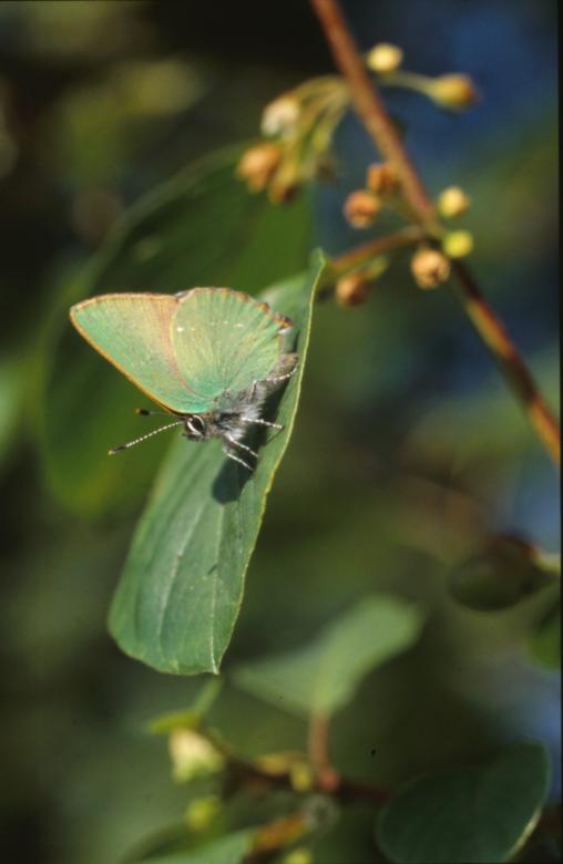 Free stock image of BUTTERFLY created by MUNCH PIERRE