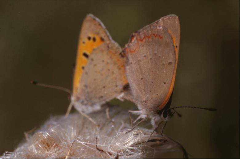 Free stock image of BUTTERFLY created by MUNCH PIERRE