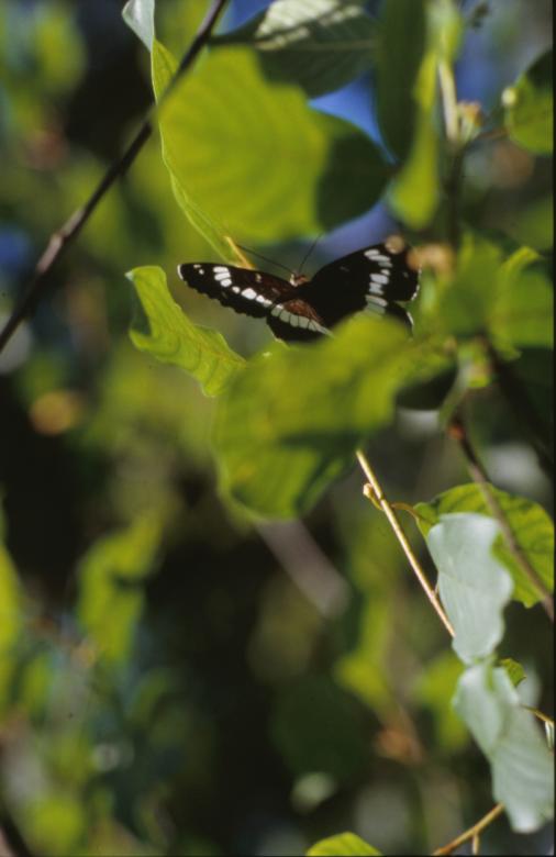 Free stock image of BUTTERFLY created by MUNCH PIERRE