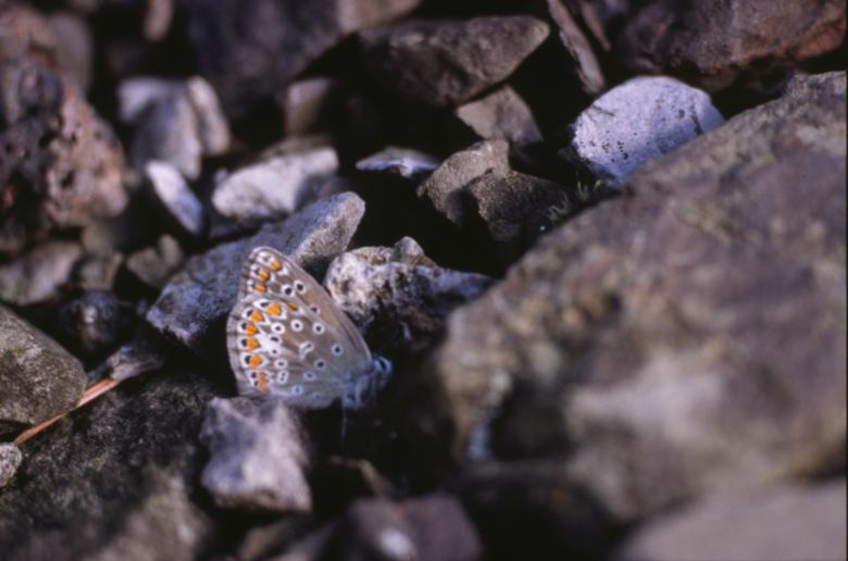 Free stock image of BUTTERFLY created by MUNCH PIERRE