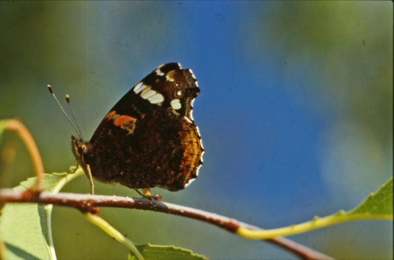 Free stock image of BUTTERFLY created by MUNCH PIERRE