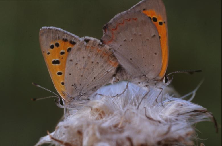 Free stock image of BUTTERFLY created by MUNCH PIERRE