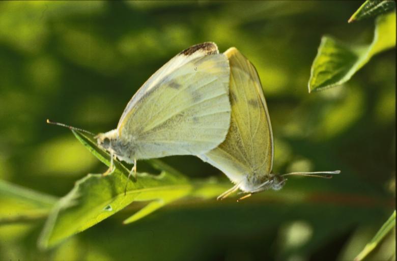Free stock image of BUTTERFLY created by MUNCH PIERRE