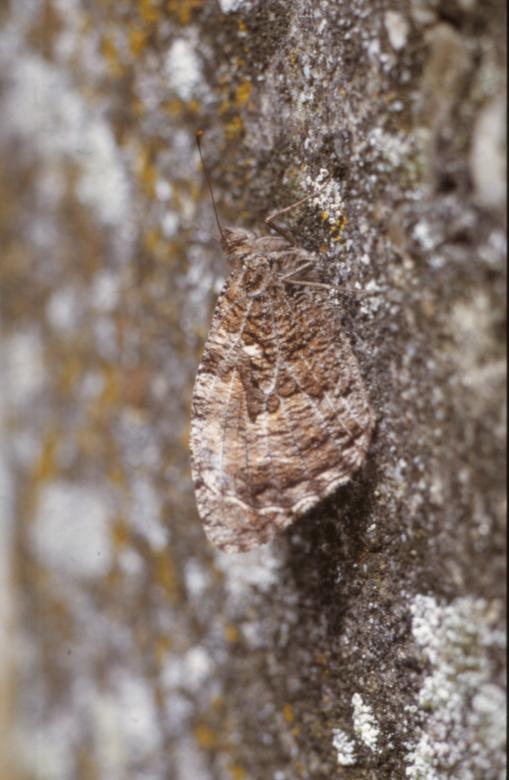 Free stock image of BUTTERFLY created by MUNCH PIERRE