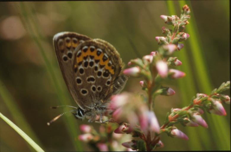 Free stock image of BUTTERFLY created by MUNCH PIERRE