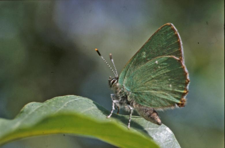Free stock image of BUTTERFLY created by MUNCH PIERRE