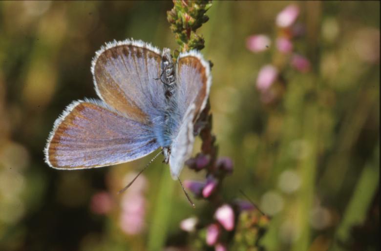 Free stock image of BUTTERFLY created by MUNCH PIERRE