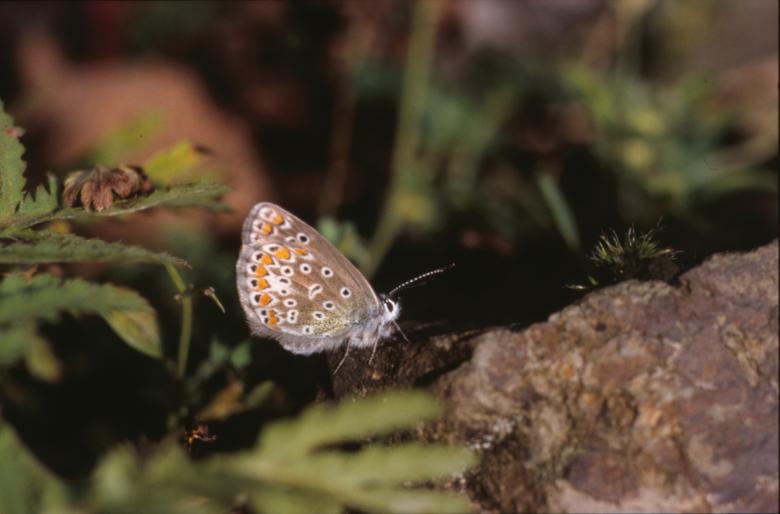 Free stock image of BUTTERFLY created by MUNCH PIERRE
