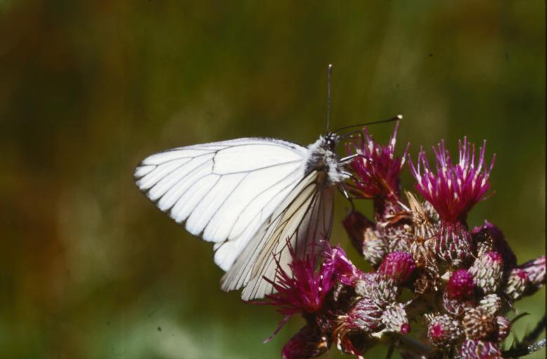 Free stock image of BUTTERFLY created by MUNCH PIERRE