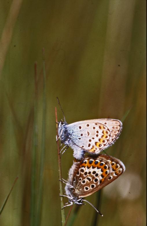 Free stock image of BUTTERFLY created by MUNCH PIERRE