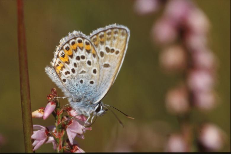 Free stock image of BUTTERFLY created by MUNCH PIERRE