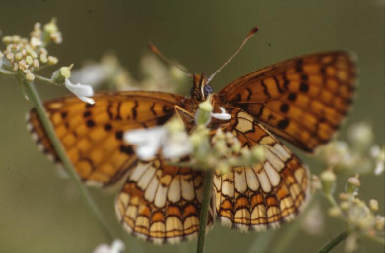 Free stock image of BUTTERFLY created by MUNCH PIERRE