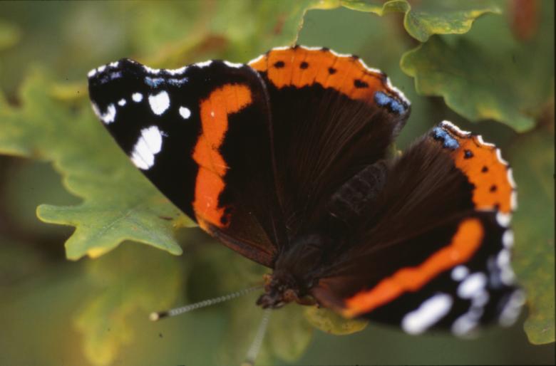 Free stock image of BUTTERFLY created by MUNCH PIERRE