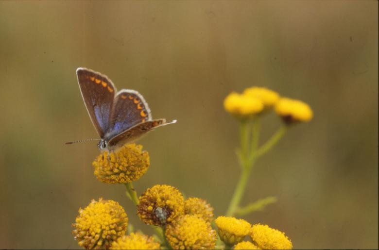 Free stock image of BUTTERFLY created by MUNCH PIERRE