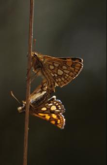 Free Stock Photo of BUTTERFLY