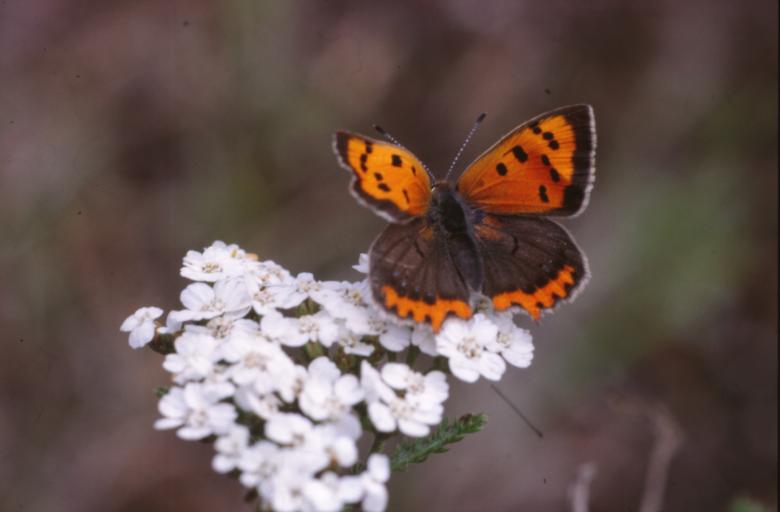 Free stock image of BUTTERFLY created by MUNCH PIERRE