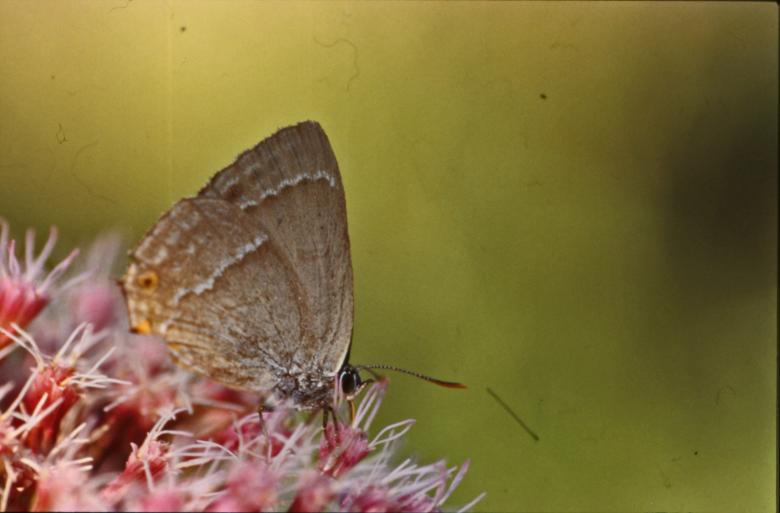 Free stock image of BUTTERFLY created by MUNCH PIERRE