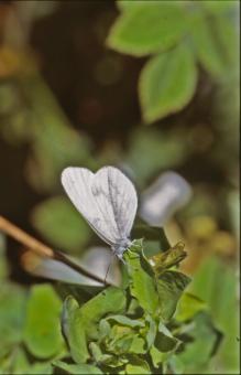 Free Stock Photo of BUTTERFLY