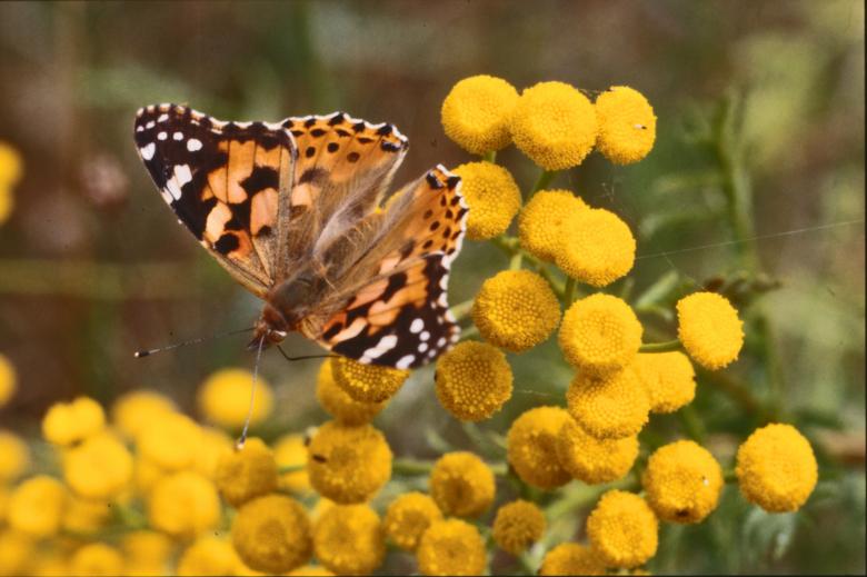 Free stock image of BUTTERFLY created by MUNCH PIERRE