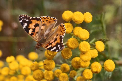 Free Stock Photo of BUTTERFLY