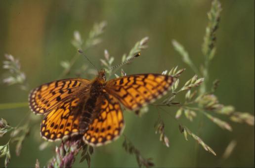 Free Stock Photo of BUTTERFLY