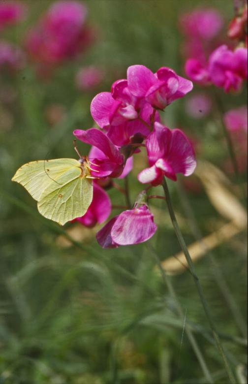 Free stock image of BUTTERFLY created by MUNCH PIERRE