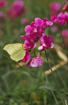 Free Stock Photo of BUTTERFLY