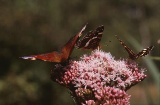 Free Stock Photo of BUTTERFLY