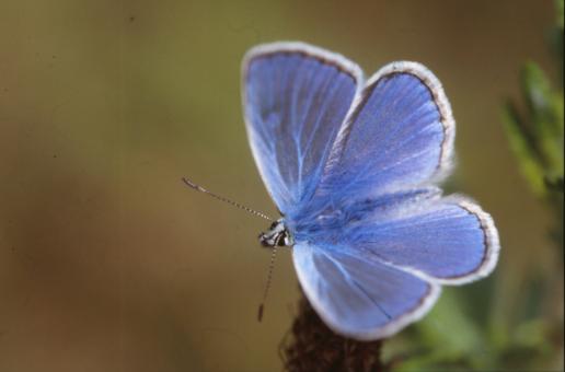 Free Stock Photo of BUTTERFLY