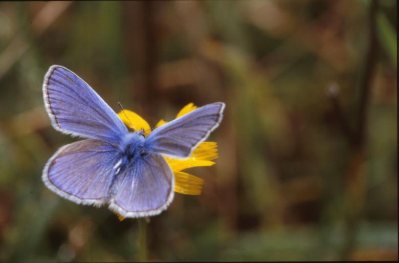 Free stock image of BUTTERFLY created by MUNCH PIERRE